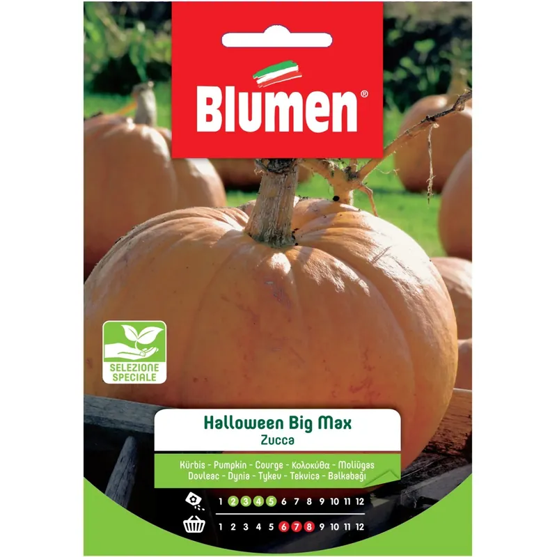 Semi Blumen Zucca di Halloween Beste Prijs