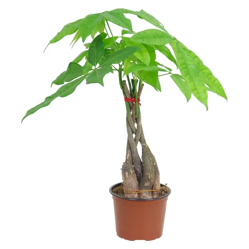 Nieuw Pachira aquatica vaso Ø ca. 12 cm