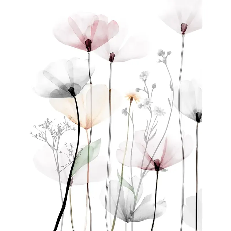 Canvas stampato immagine papaveri 1 dimensioni 60x80 cm Aanbieding