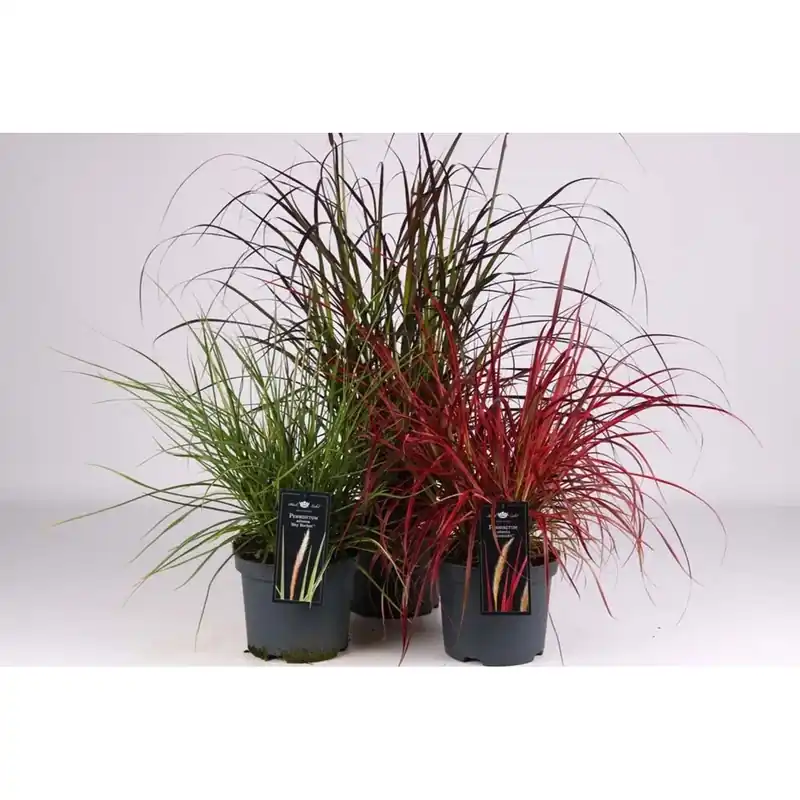 Pennisetumadvenaluxemix Vaso 19 cm Finale Uitverkoop