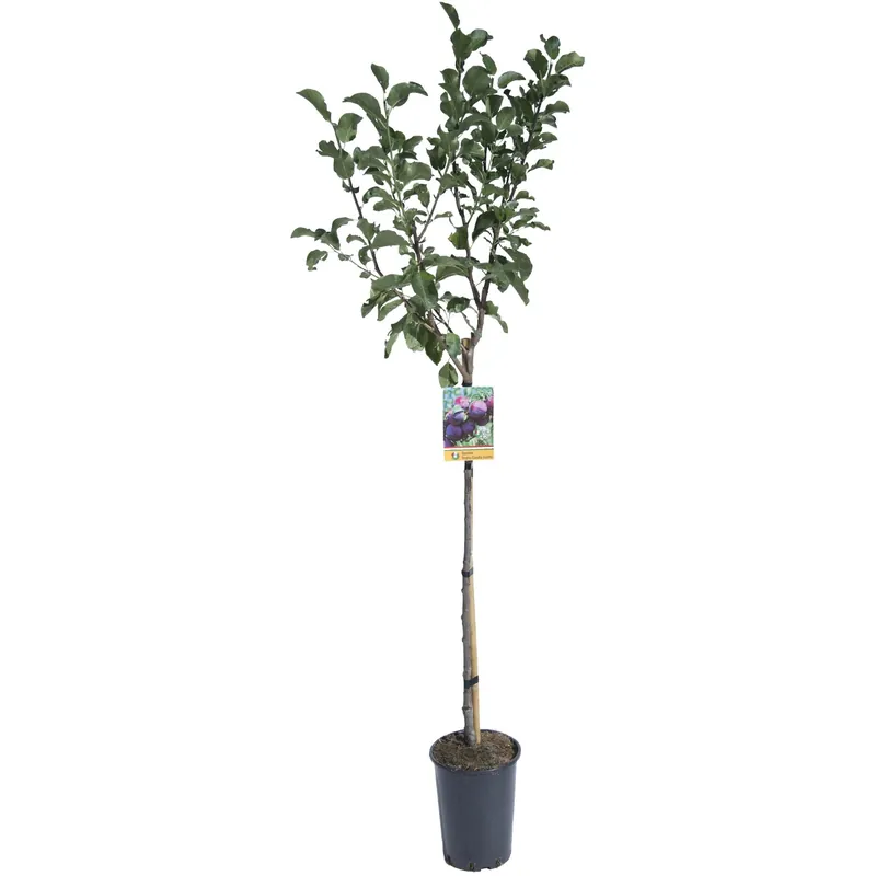 Albero da frutto Susino vaso 6 l Bestel Nu