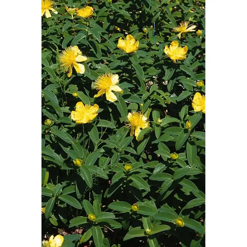 Koop Vandaag Hypericum calicynum - Iperico