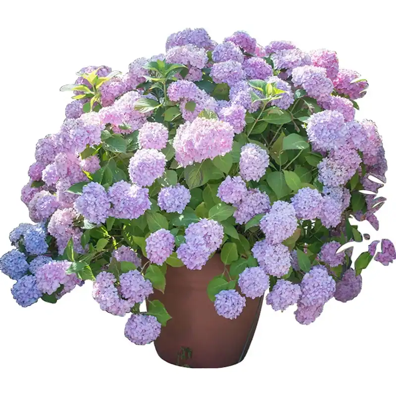 Finale Uitverkoop Ortensia Endless Summer