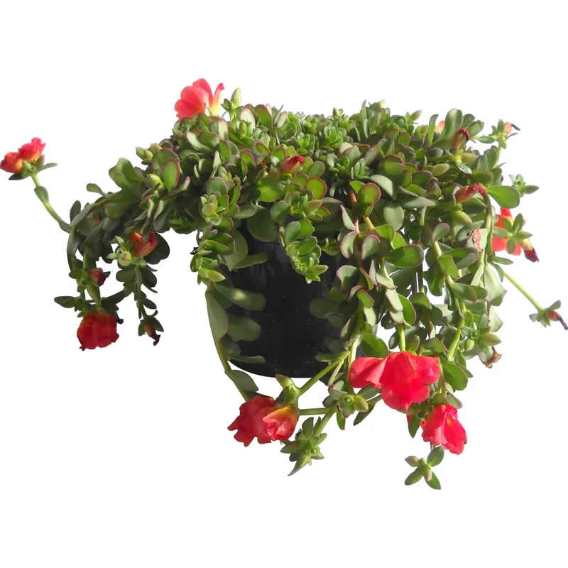 Dagaanbieding Portulaca vaso 14 cm