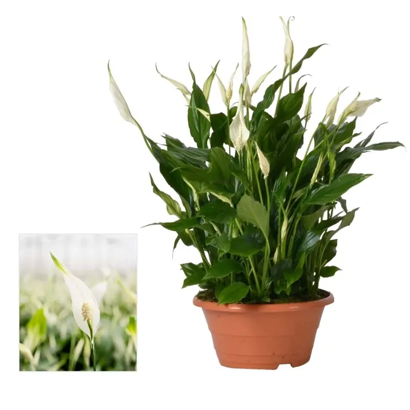 Meest Verkocht Spathiphyllum Bellini ciotola Ø 23 cm