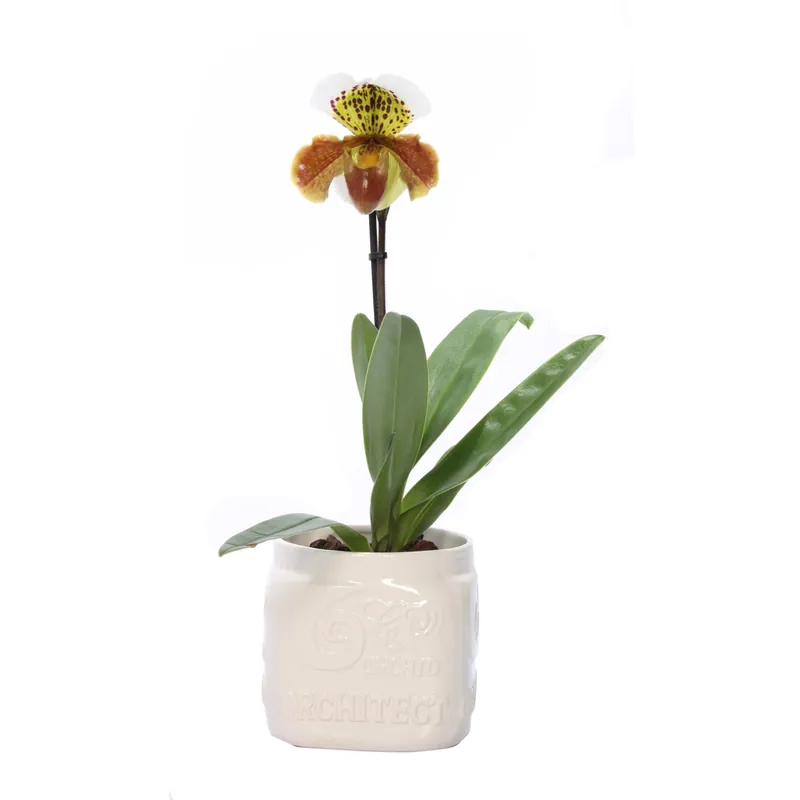Direct Verzonden Orchidea Paphiopedilum vaso in ceramica