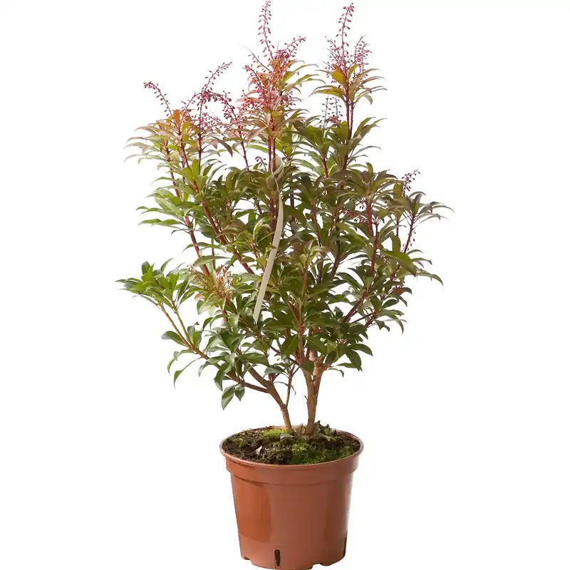 Pieris japonica vaso 17 cm Gecertificeerd