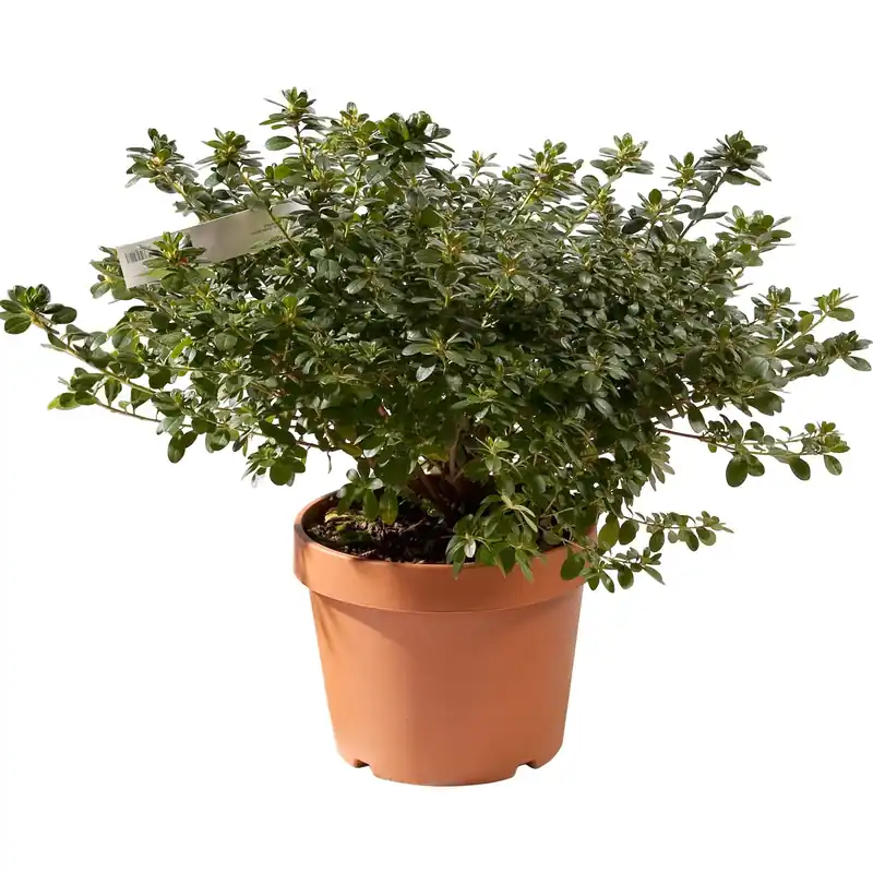 Azalea japonica chioma 60 cm Beperkt Aanbod