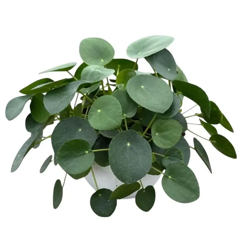 Pilea ciotola 18 cm Beste Prijs