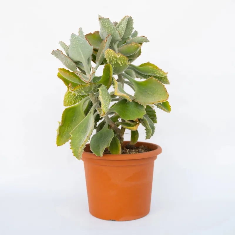 Hoge Kwaliteit Kalanchoe beharensis ‘Fang‘ vaso diametro 25 cm