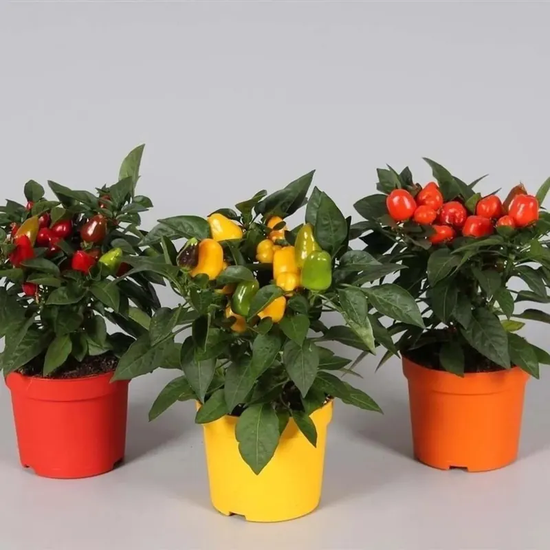 Mix di Peperoni Samba in vaso 10,5 cm Rechtstreeks Van De Fabrikant