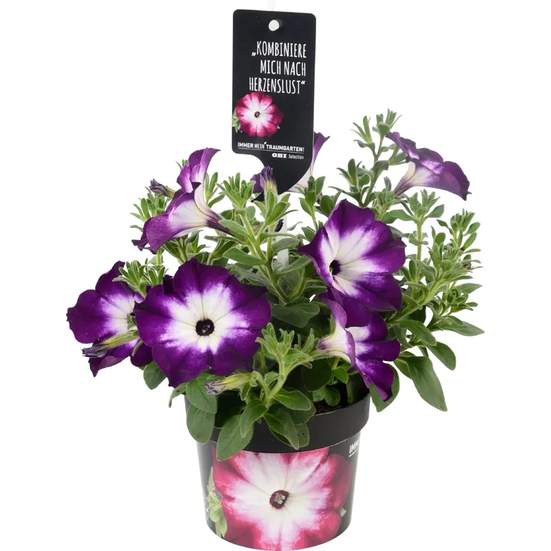Petunia vaso Ø 12 cm Veilige Betaling