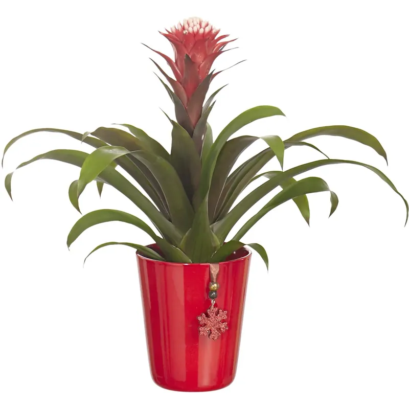 Alleen Vandaag Bromelia Royal Urban Industry in vaso di ceramica con decorazione