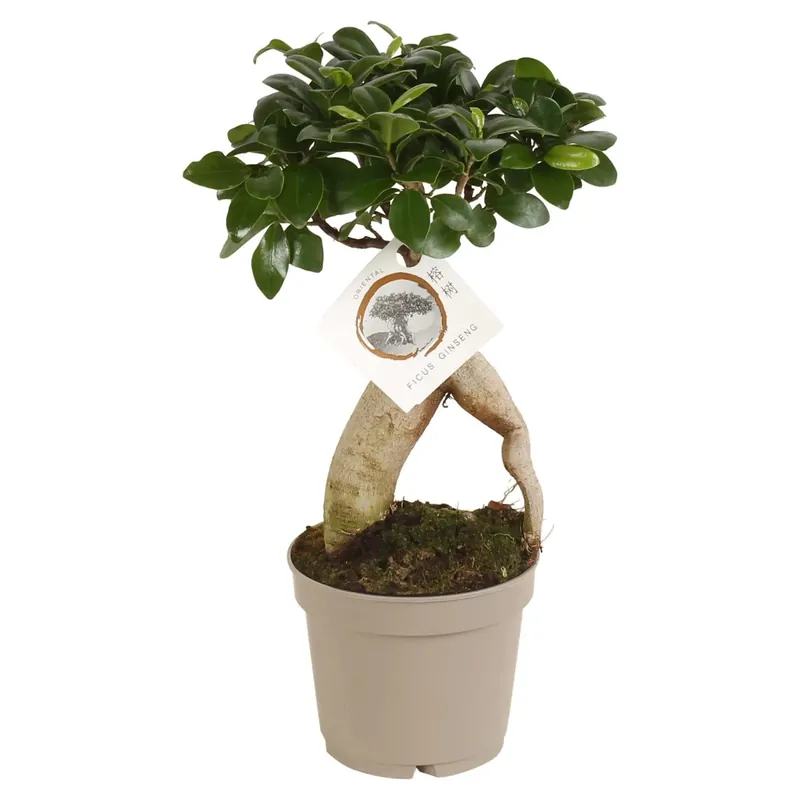 Bonsai "Ficus Ginseng" Vaso-Ø ca. 12 cm Lage Prijs