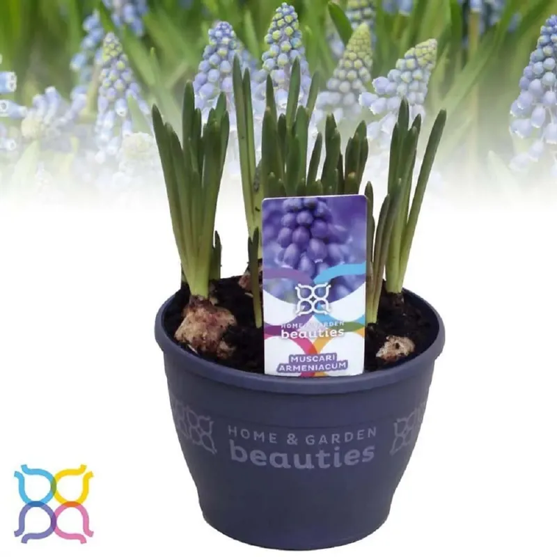 Giacinto d`uva blu Muscari vaso Ø ca. 12 cm Gratis Retour