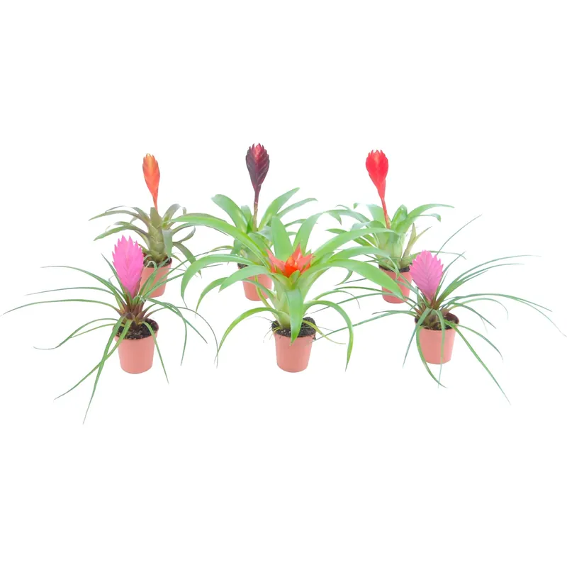 Bromelia mini vaso Ø 5,5 cm bromeliaceae Koop Vandaag