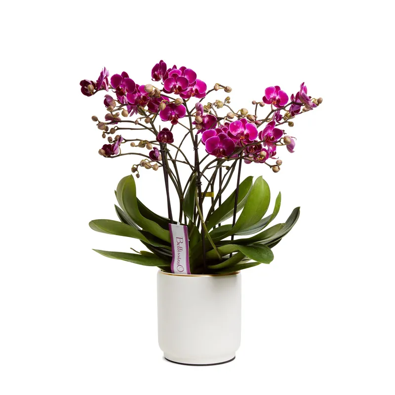 Phalaenopsis 3 rami vaso in ceramica Ø cm 15 Alleen Vandaag