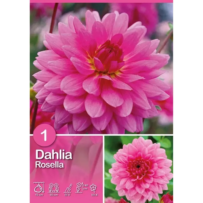 Populair Dalia "Rosella"