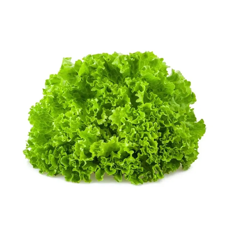 Lattuga gentilina verde Lage Prijs
