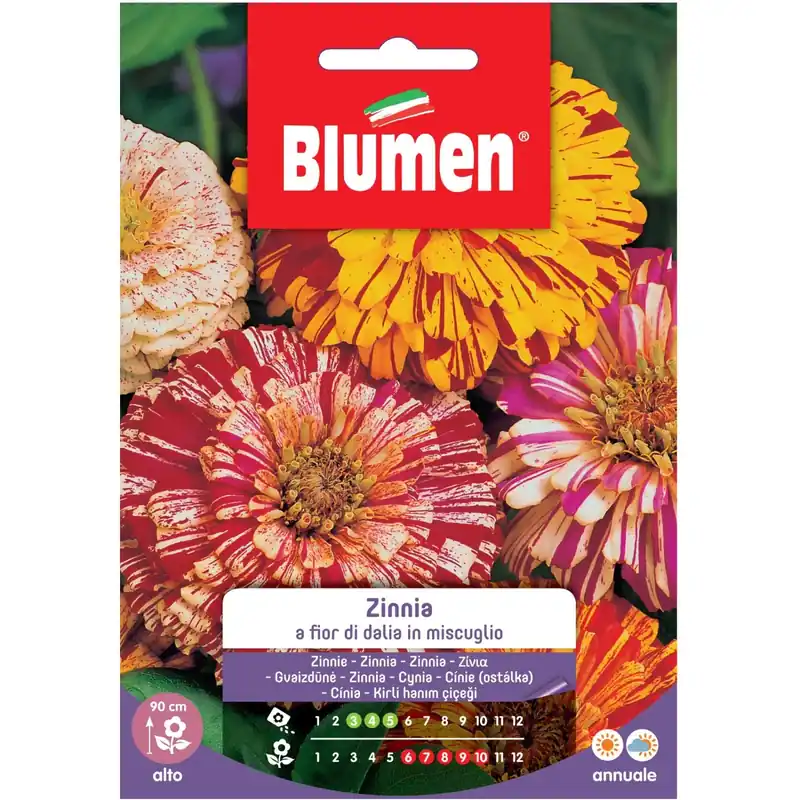 Semi Blumen Zinnia a fior di dalia in miscuglio Favoriet