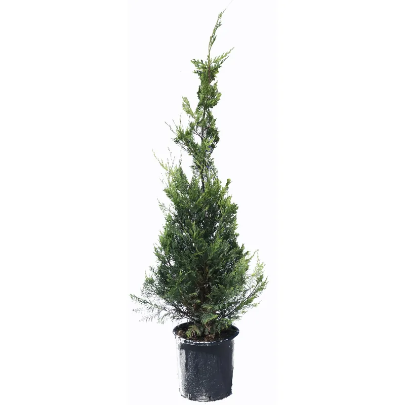 Cupressocyparis leylandii "Castlewellan Gold" cespuglio h cm 150/175 Goedkoop