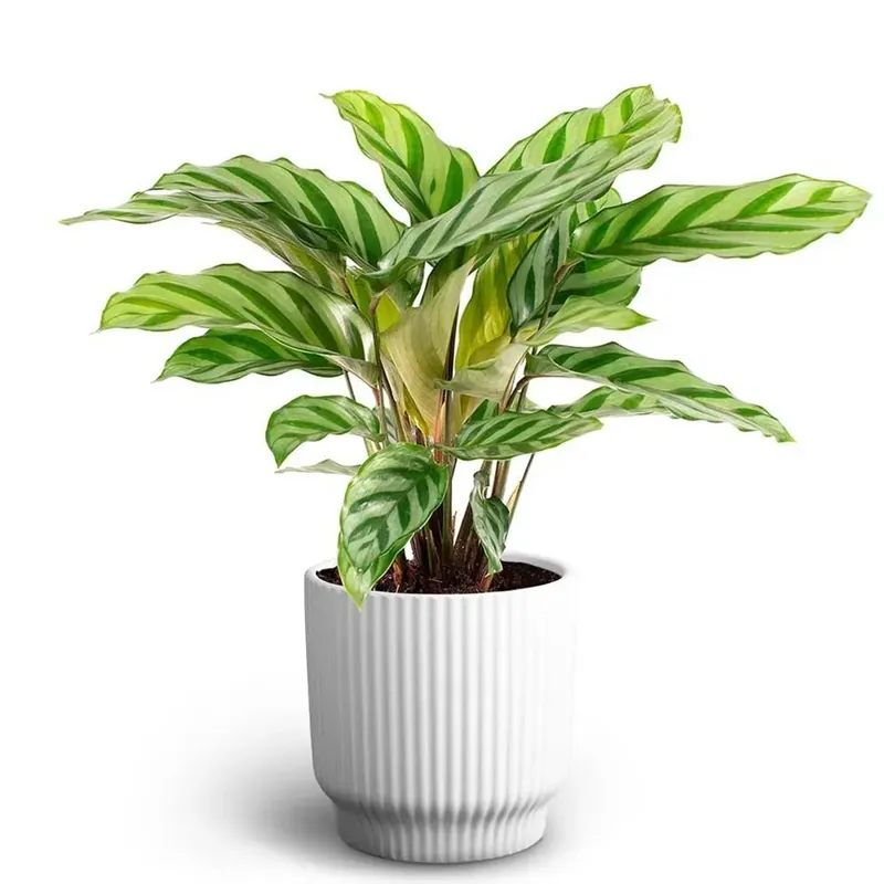 Bestseller Calathea Makoyana vaso 12 cm