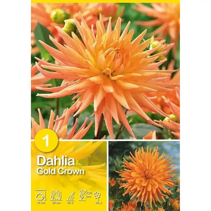 Bestel Nu Dalia "Gold Crown"