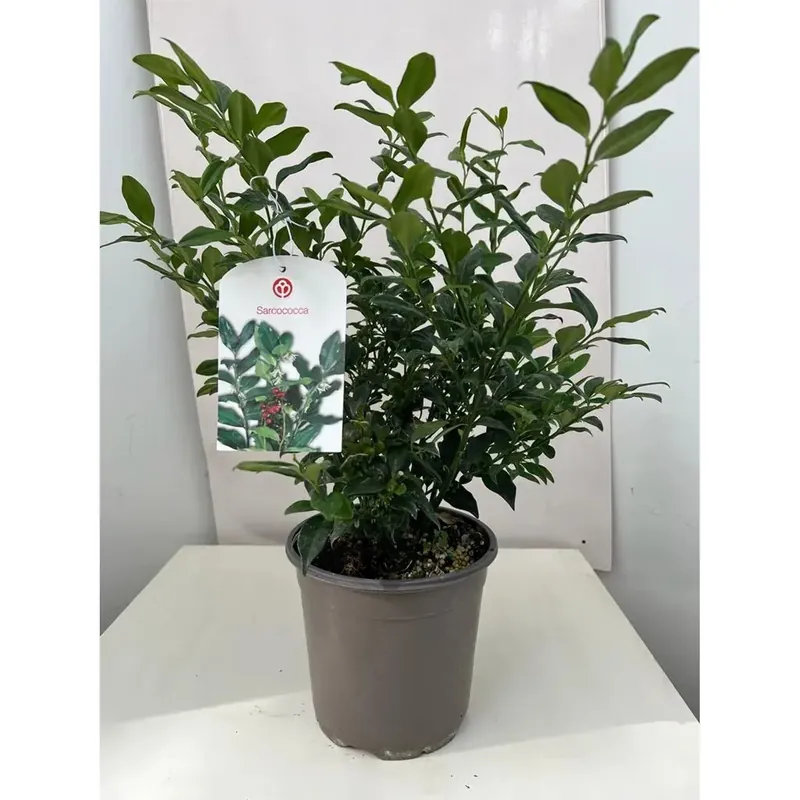 Flitsaanbieding Sarcococca vaso 17 cm