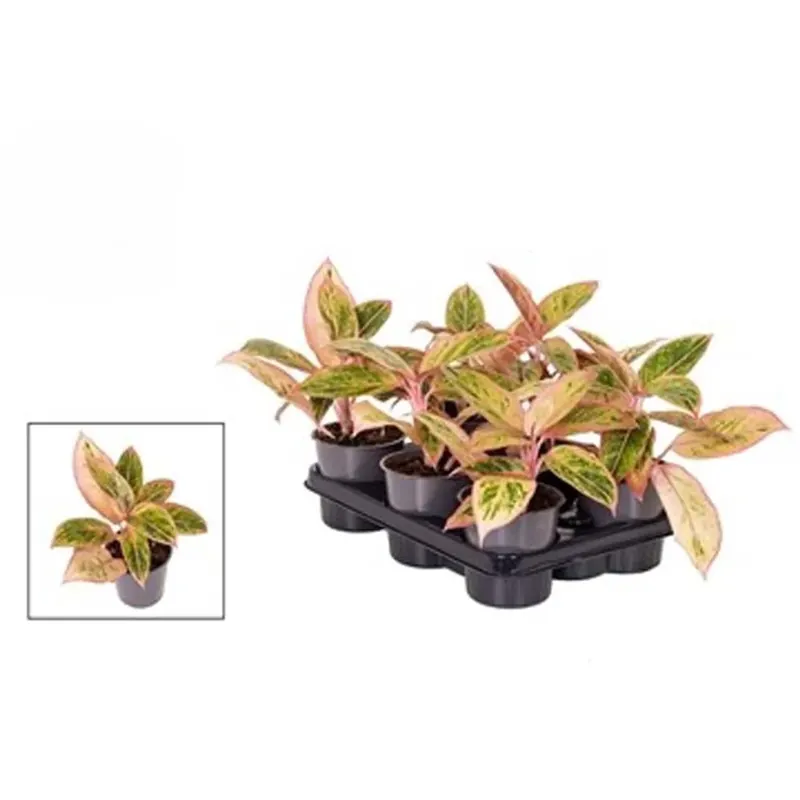 Aglaonema Salmon Fantasy vaso 12 cm Aanbieding