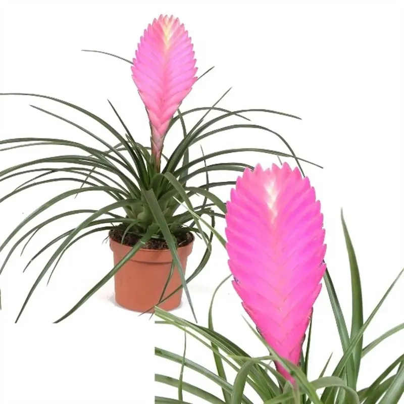 Goedkoop Tillandsia Cyanea An Ita vaso 17 cm