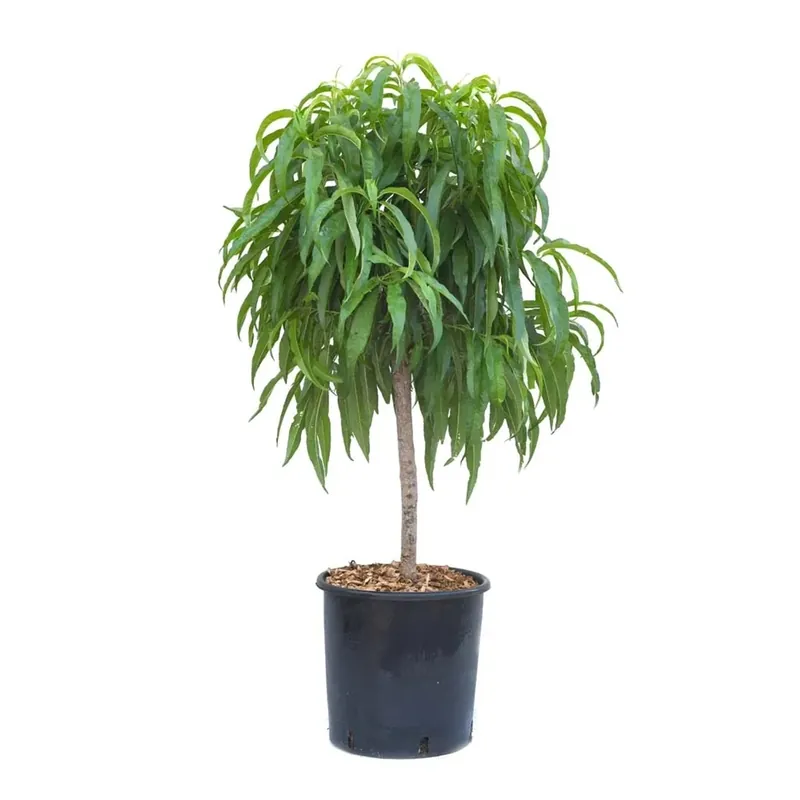 Voordeelprijs Pesco nano - Prunus persica nano