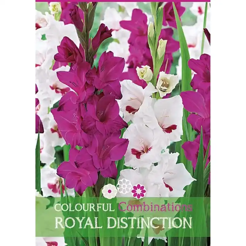 Gladiolo "Royal Distinction" Direct Beschikbaar