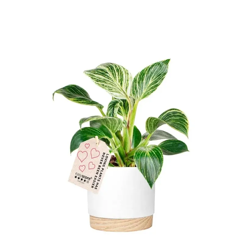 Philodendron Sunlight vaso 12 cm Weekendaanbieding
