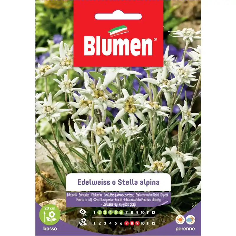 Must-Have Semi Blumen Edelweiss o stella alpina