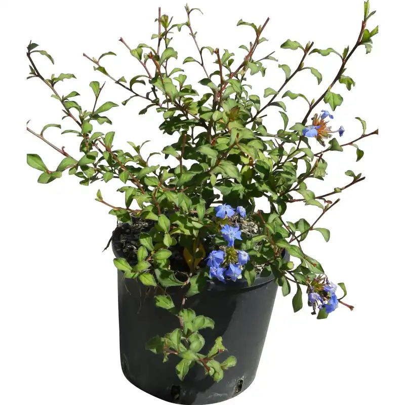 Nieuw Ceratostigma