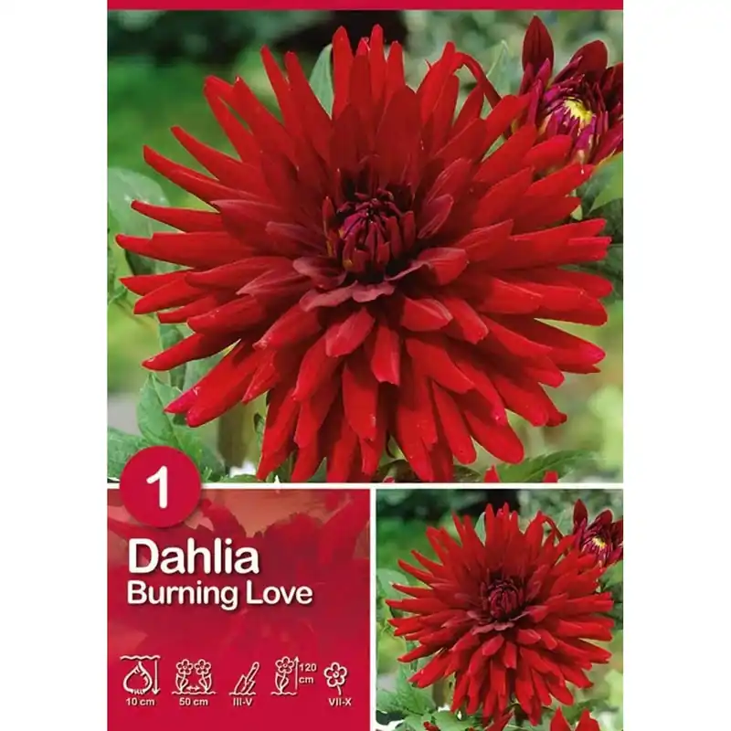 Exclusieve Aanbieding Dalia "Burning Love"