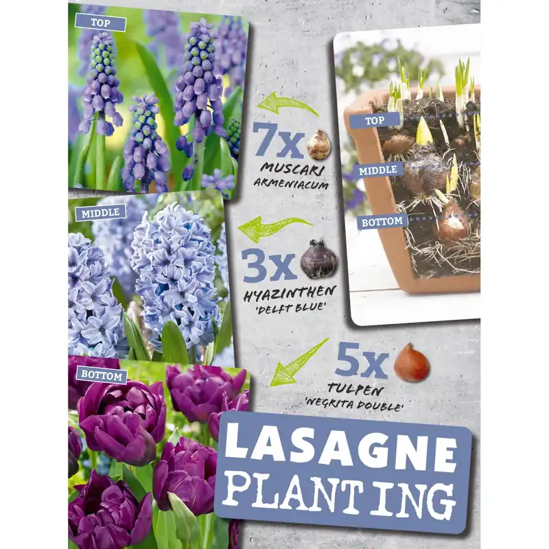 Snelle Levering Bulbi piante a fioritura primaverile mix blu 15 pz