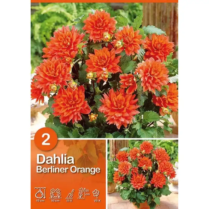 Dalia "Berliner Orange" Direct Beschikbaar