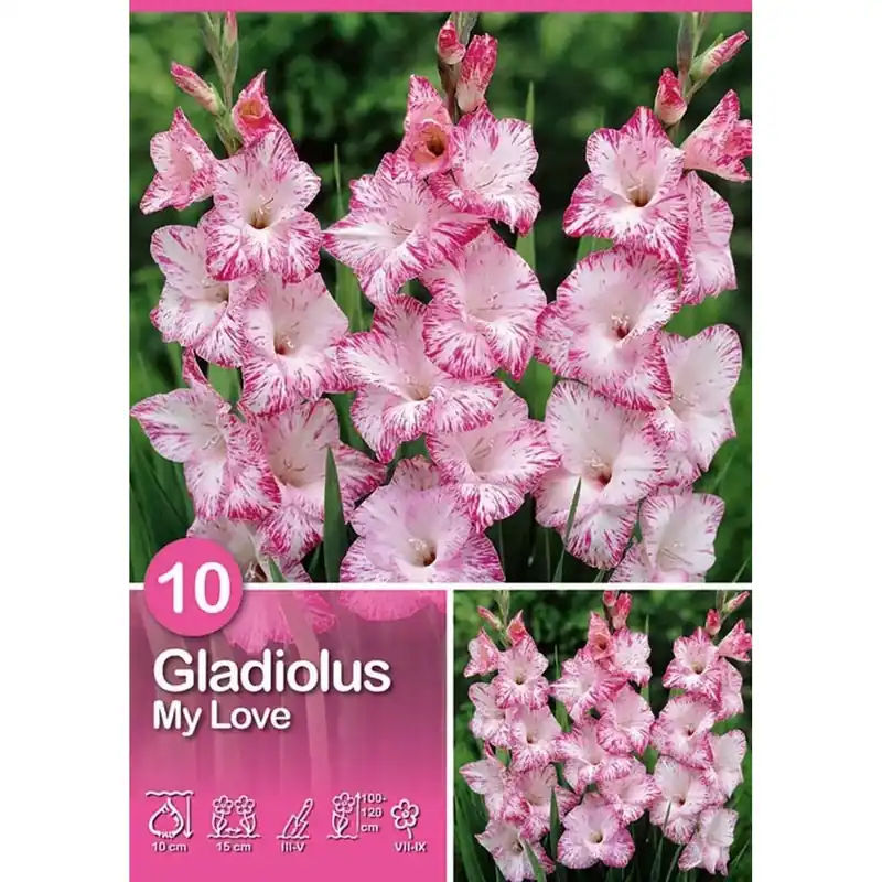 Goedkoop Gladiolo "My Love"