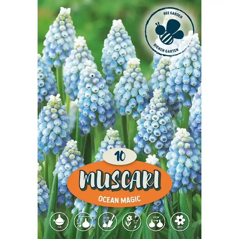 Muscari Ocean Magic Gratis Retour