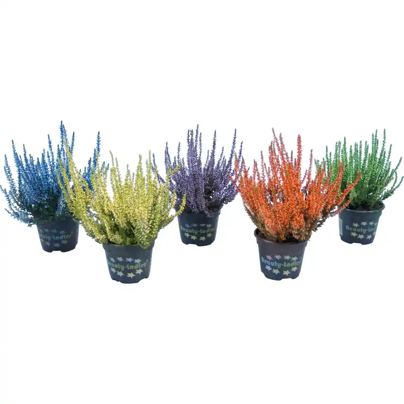 Snelle Levering Erica Calluna vulgaris Colorata vaso 10 cm
