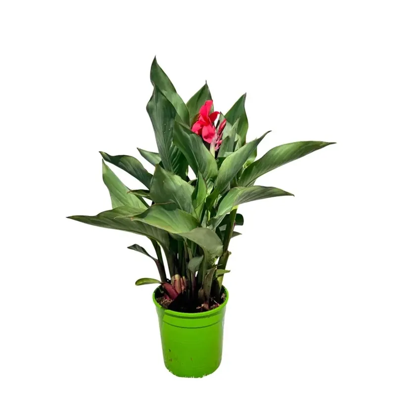 Canna indica vaso 17 cm Gratis Retour