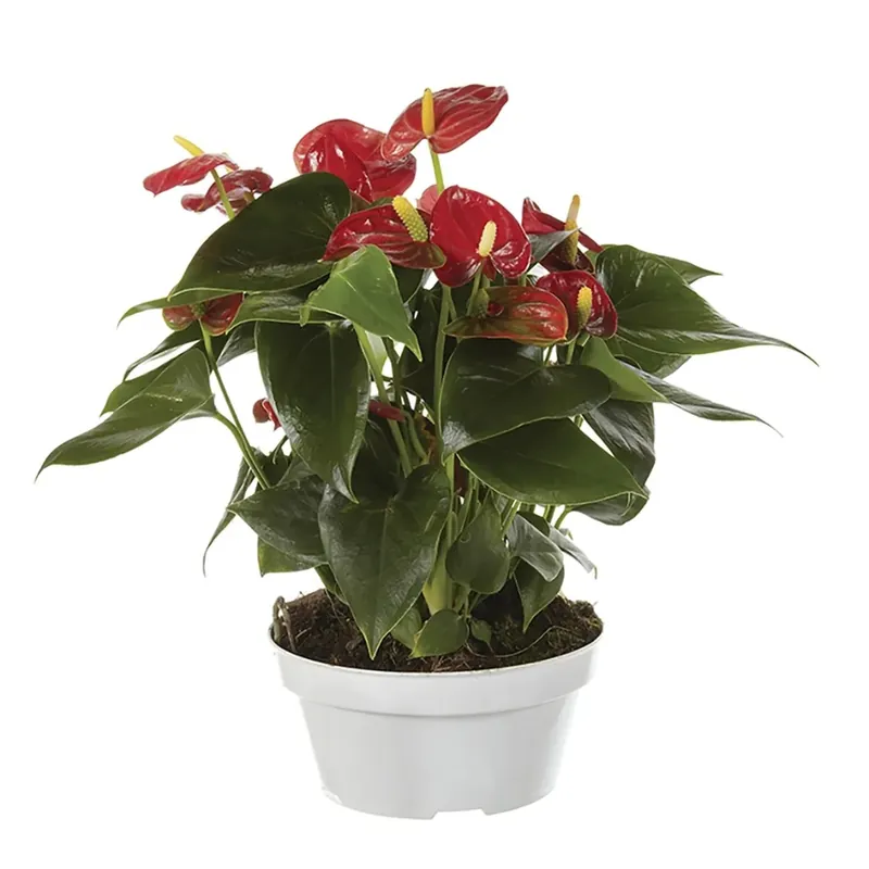 Anthurium Champion in ciotola Ø 17 cm Voordeelprijs