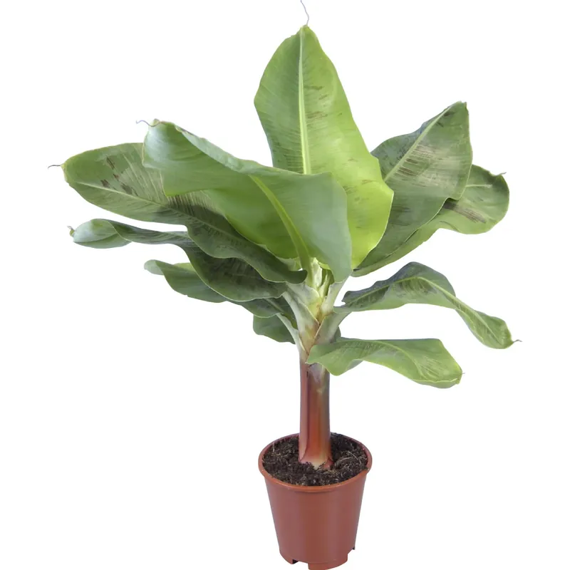 Alleen Vandaag Musa Tropicana banano ornamentale vaso Ø 17 cm
