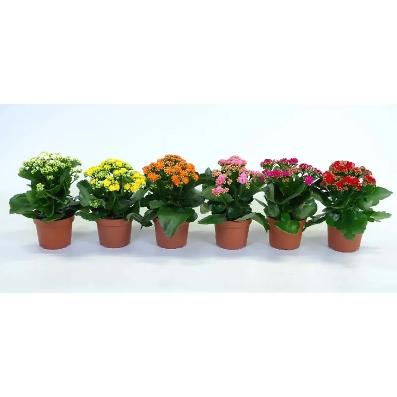 Kalanchoe fiore dop rosa-bianco in vaso 12 cm Voordeelprijs