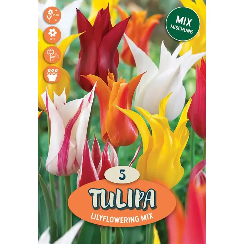 Tulipano lily fioritura multicolore Voordeelprijs
