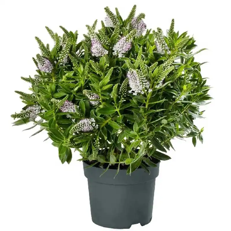 Hebe Addenda mix vaso 17 cm Flitsaanbieding