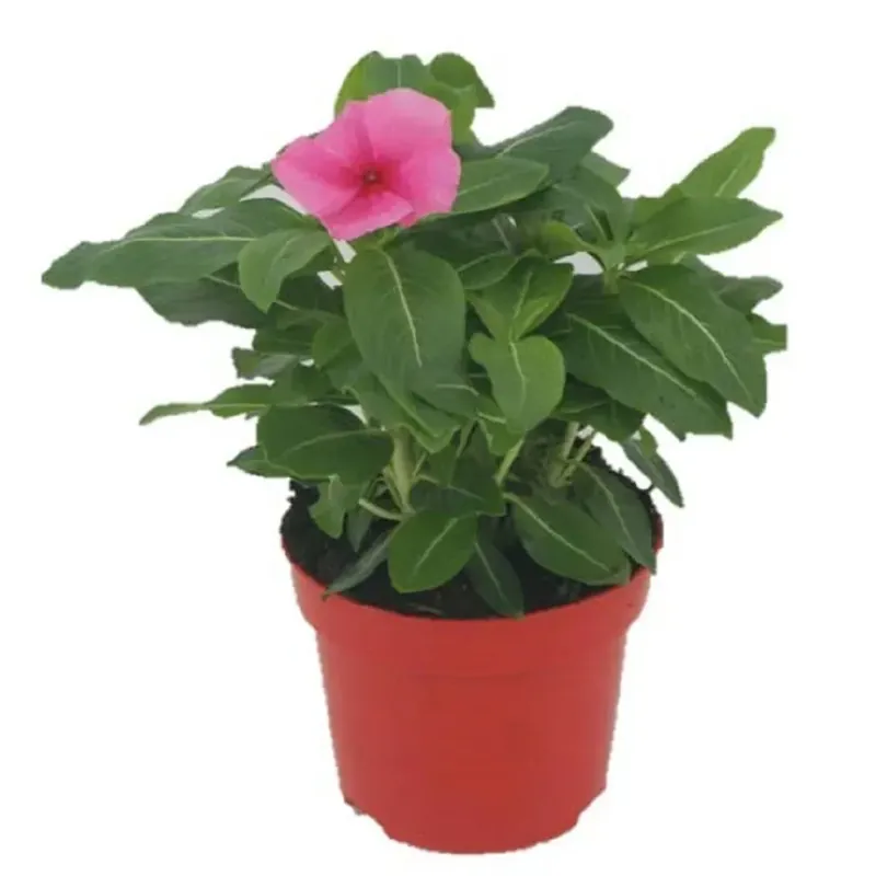 Catharanthus Roseus Vinca vaso Ø 10,5 cm Uitverkoop