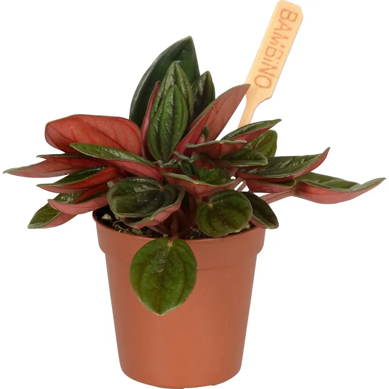 Piante grasse mini varie vaso Ø ca. 6 cm Veilige Betaling