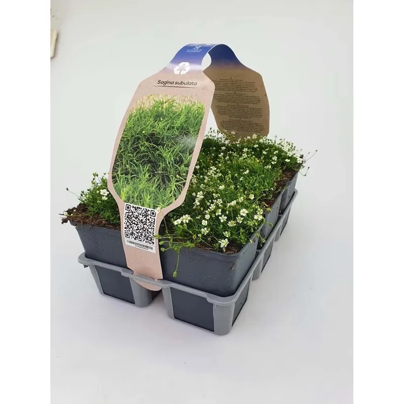 Sagina Subulata Suprema vaso 9 cm Laatste Versie